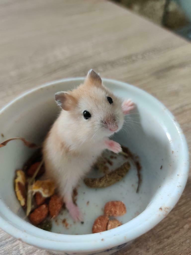 Schattige tamme dwerghamsters (compleet met kooi kan ook), Hamster, Augustus, Meerdere dieren, Tam