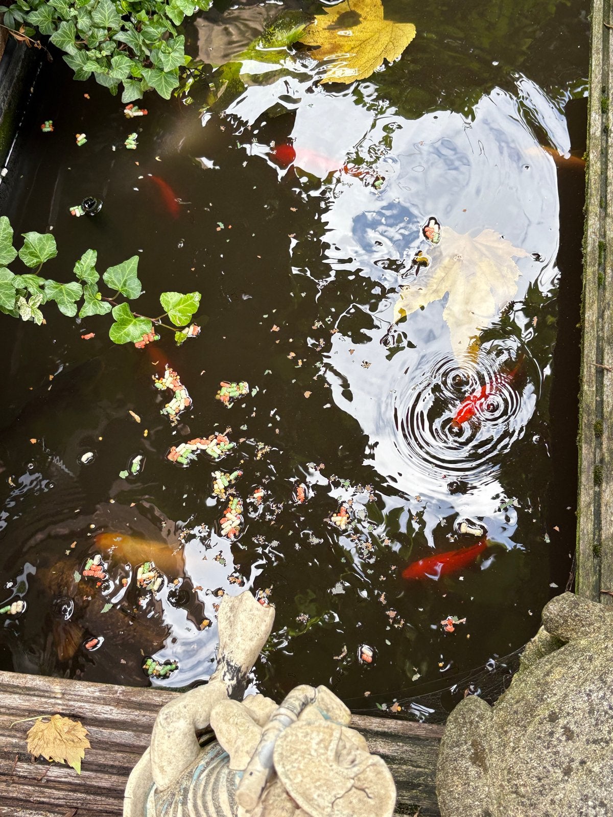 GRATIS.  Dit weekend ophalen. Vijvervissen., Goudvis(sen)