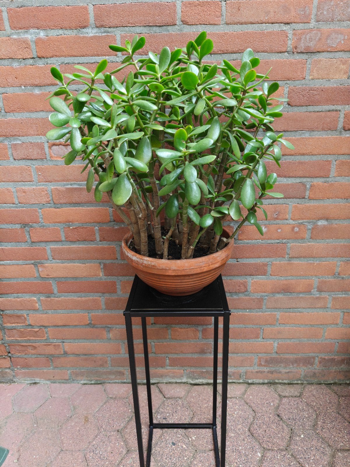 Prachtige crassula ovata / jadeplant tekoop., Ophalen, Rond, Steen