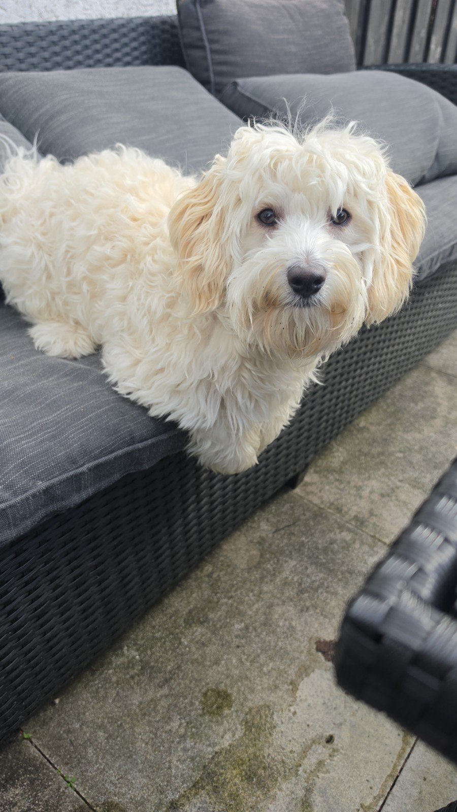 maltipoo dekreu, Dieren en Toebehoren, Reu, 1 tot 2 jaar, Parvo, Eén hond