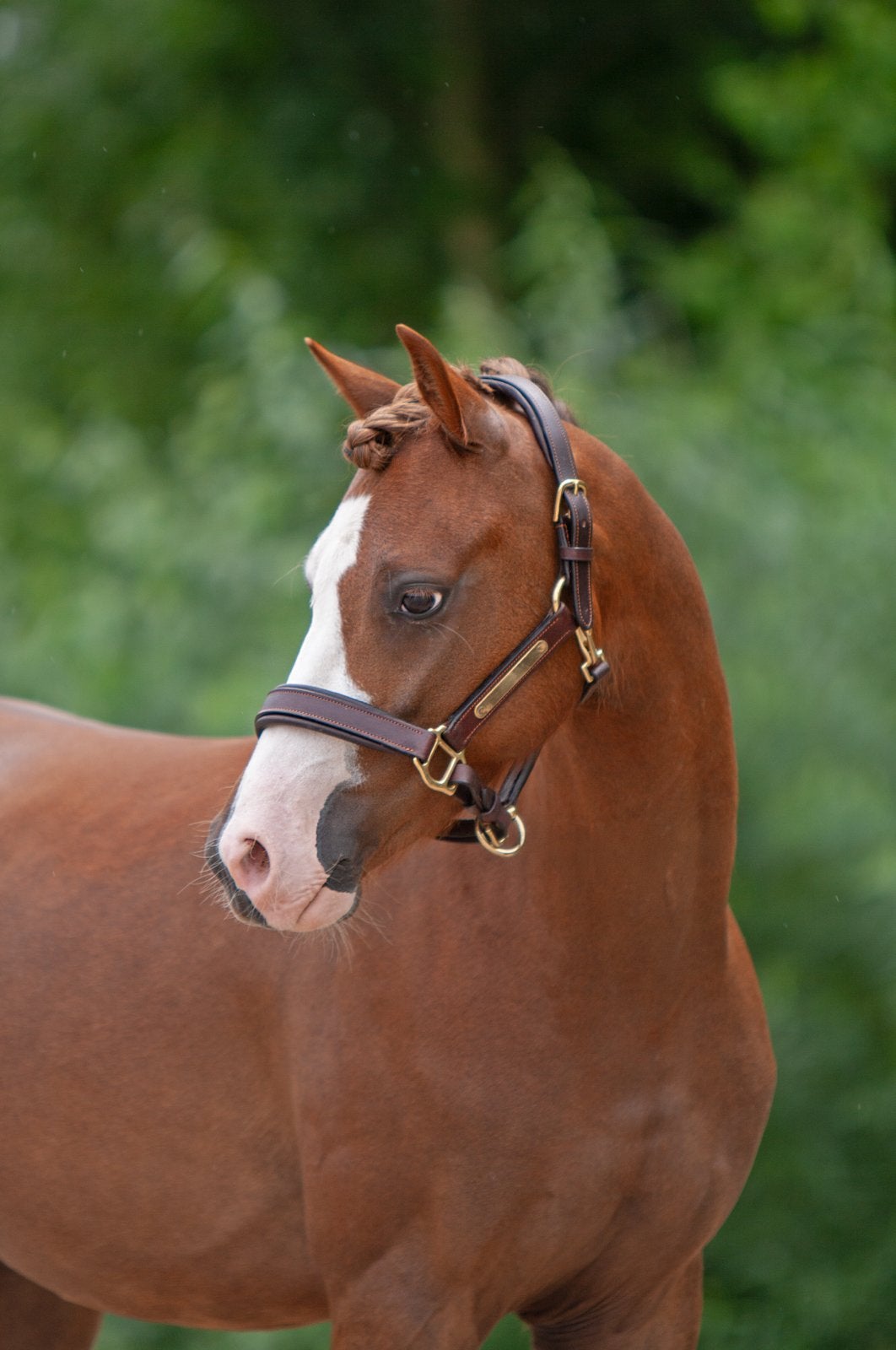 3 jarige D pony ruin, belofte voor de toekomst!, Dieren en Toebehoren, Ruin, 3 tot 6 jaar