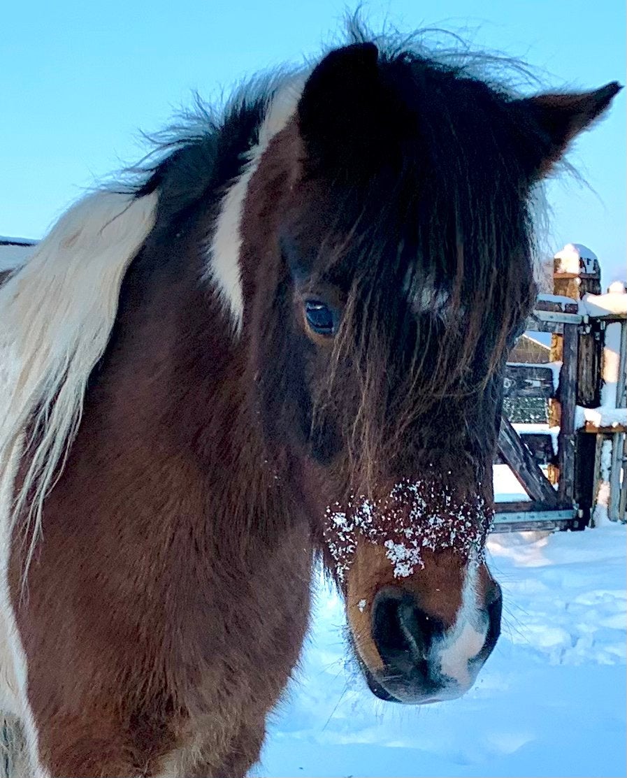 Gevoelige jonge A-pony, bonte, pony,, Dieren en Toebehoren, Gechipt, Ruin, A pony (tot 1.17m), 7 tot 10 jaar