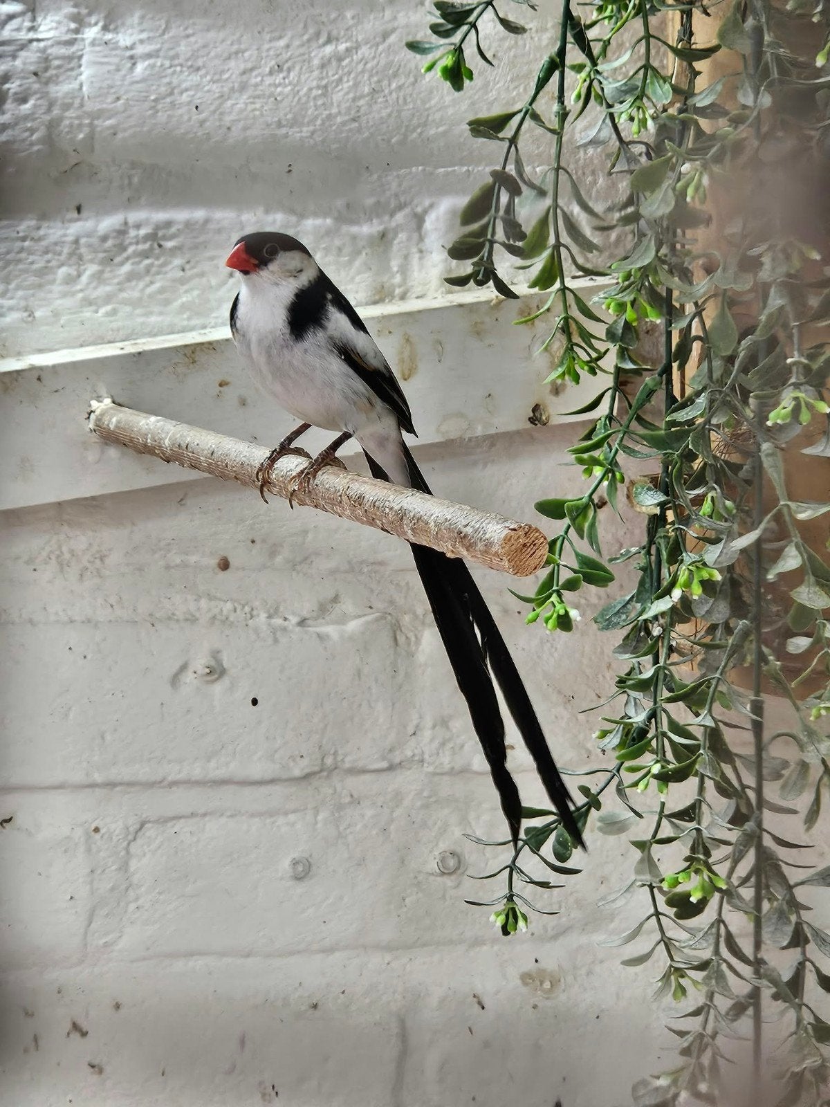 Dominicaanse Wida man, Dieren en Toebehoren, Mannelijk, Tropenvogel