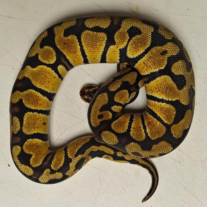 Python regius, Slang, 0 tot 2 jaar