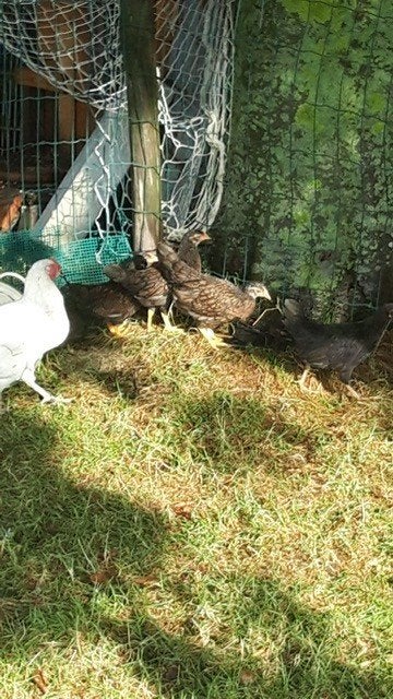 verschillende kleurtjes kippen, Dieren en Toebehoren, Pluimvee, Meerdere dieren, Kip