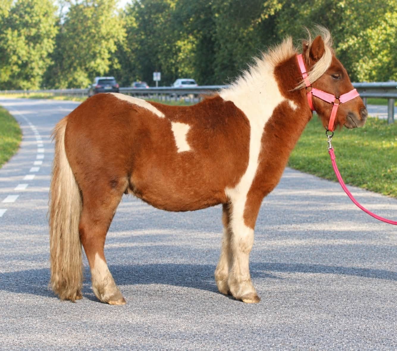 Te koop 3 prachtige en lieve shetlander ruinen, A pony (tot 1.17m), Gechipt, 0 tot 2 jaar