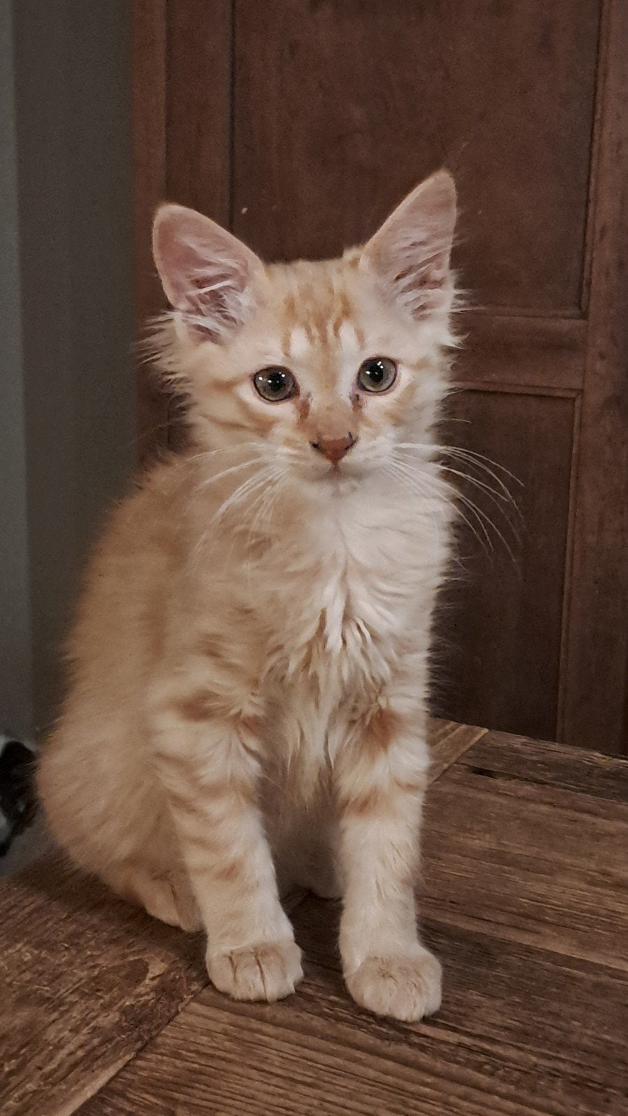 nog 1 ragdoll kitten zoekt nieuw personeel, Meerdere dieren, 0 tot 2 jaar