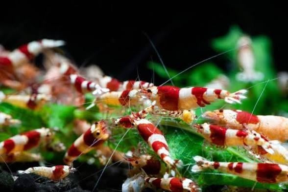 Crystal red garnalen, Dieren en Toebehoren, Kreeft, Krab of Garnaal
