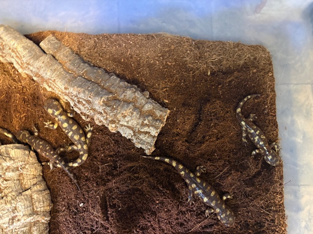 Tijgersalamander, Dieren en Toebehoren, Reptielen en Amfibieën, Amfibie, 0 tot 2 jaar
