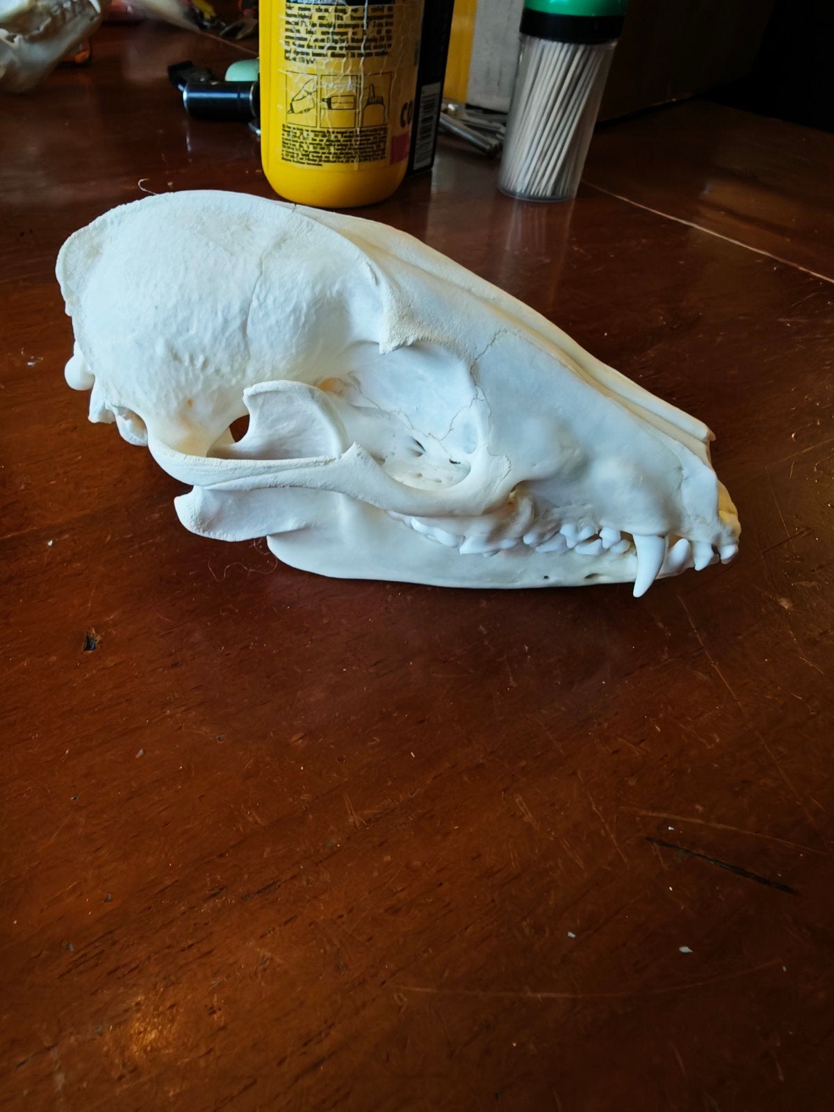 Wasbeerhond schedel - Taxidermie, Ophalen of Verzenden, Gebruikt, Wild dier, Schedel