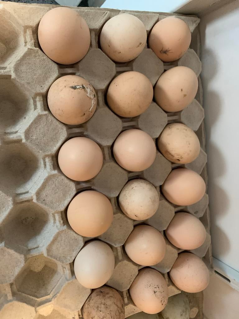 Cochin broedeieren, Dieren en Toebehoren, Geslacht onbekend, Kip