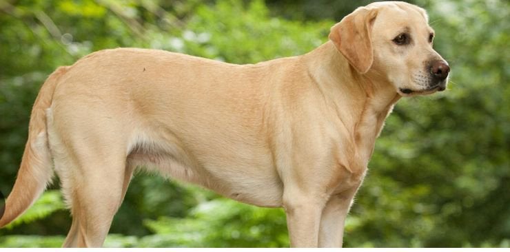 Labrador pups met Stamboom VERWACHT, CDV (hondenziekte), 8 tot 15 weken, Labrador retriever, Meerdere