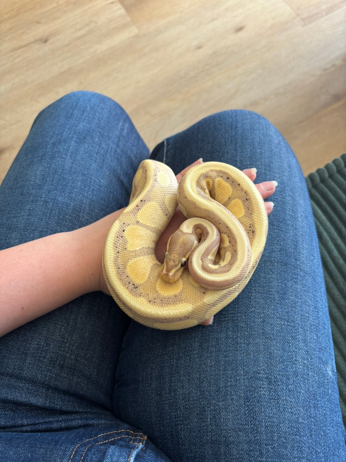 Konings python banana orange dream het piebald man Ball Python - male for sale from Laura