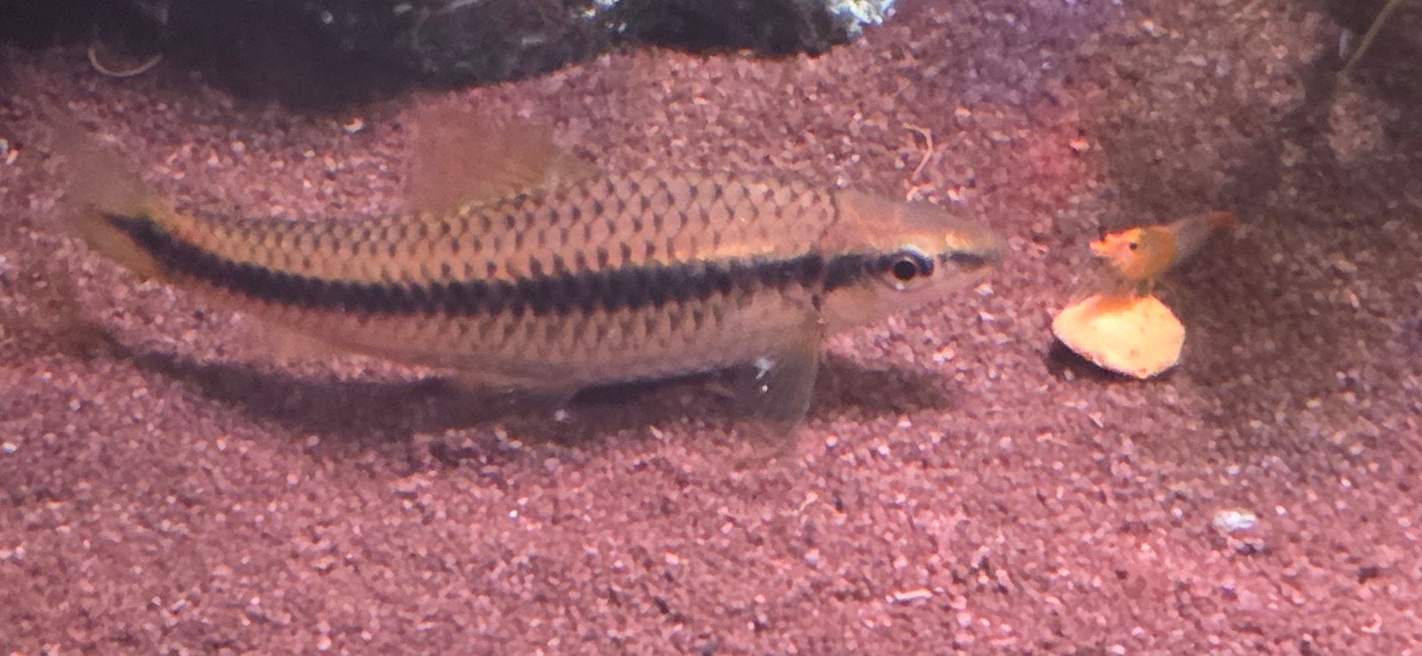 2 siamese algeneters. Mooie gezonde vissen . Samen 5 euro, Dieren en Toebehoren, Vissen | Aquariumvissen, Vis