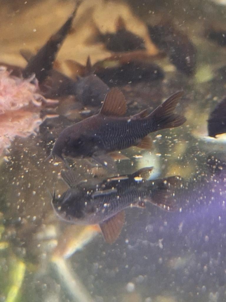Corydora black venezuela, Vis, Zoetwatervis, Schoolvis