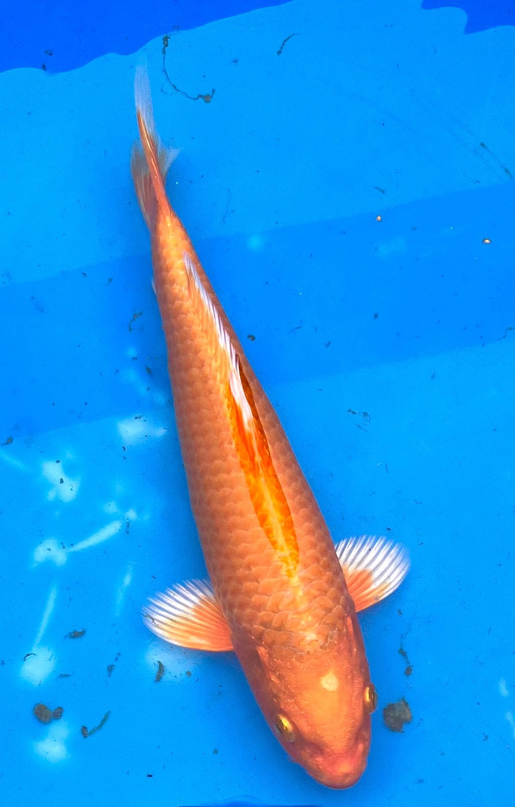 Japanse koi 25-30cm, Karper of Koi