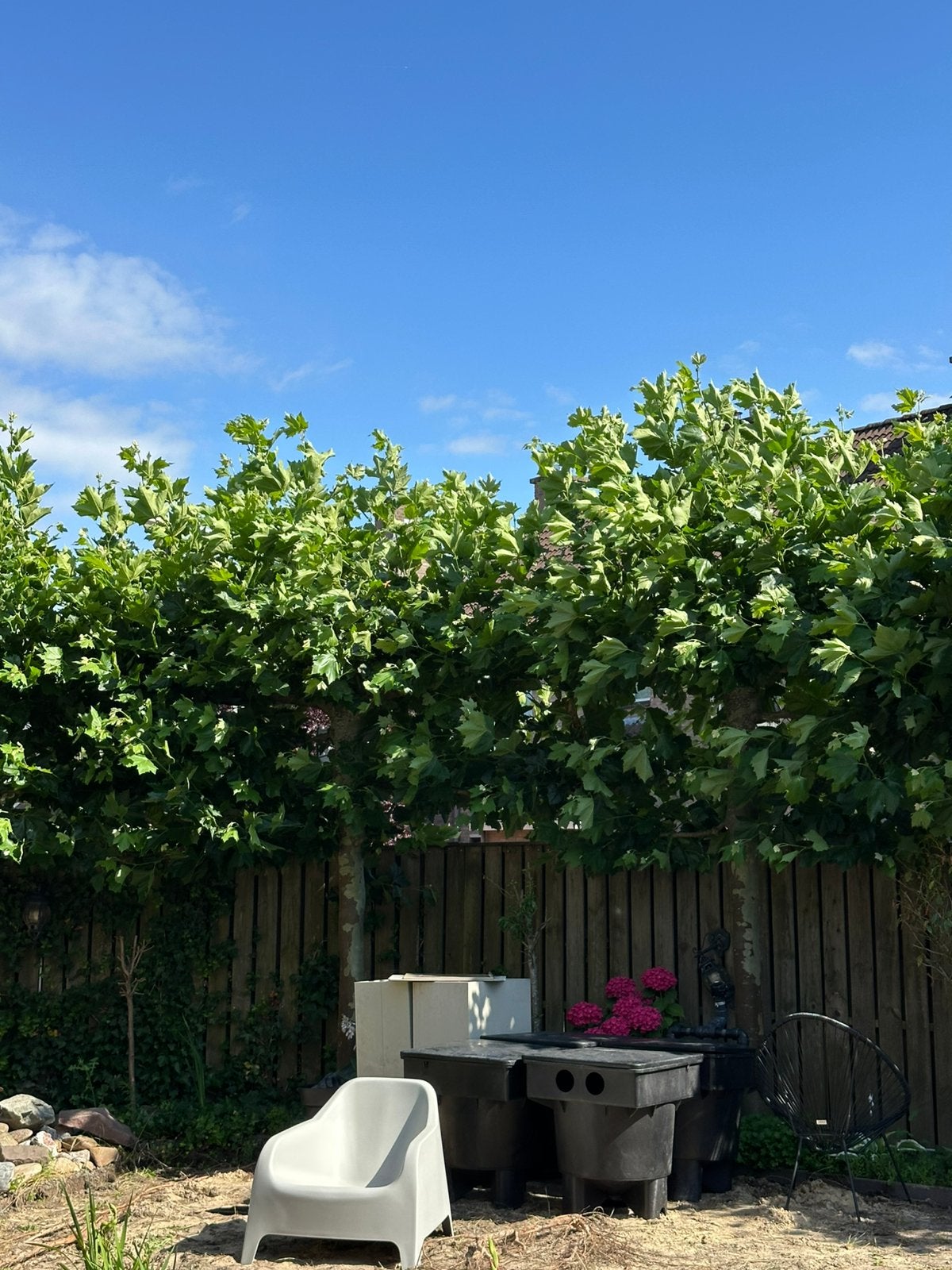 10 volgroeide platanen, Tuin en Terras, Planten | Bomen, Ophalen, Volle zon, Overige soorten, Minder dan 100 cm