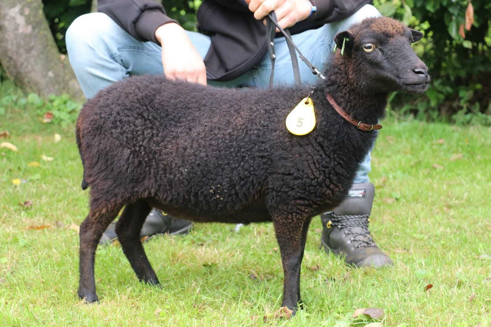 Mooi zwart stamboek ouessant ooitje, Dieren en Toebehoren, Vrouwelijk, Schaap, 0 tot 2 jaar