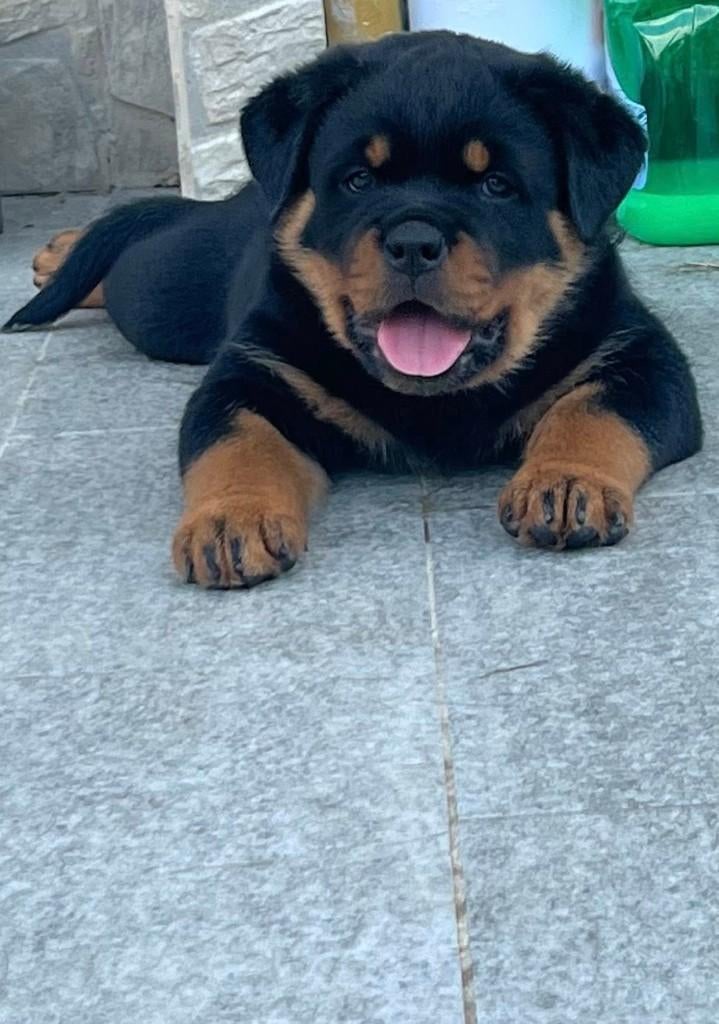 Prachtige Rottweiler pups beschikbaar uit top bloedlijnen, Particulier, 8 tot 15 weken, Buitenland, Meerdere