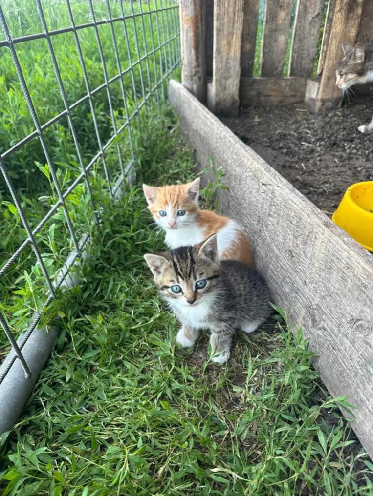 Kittens