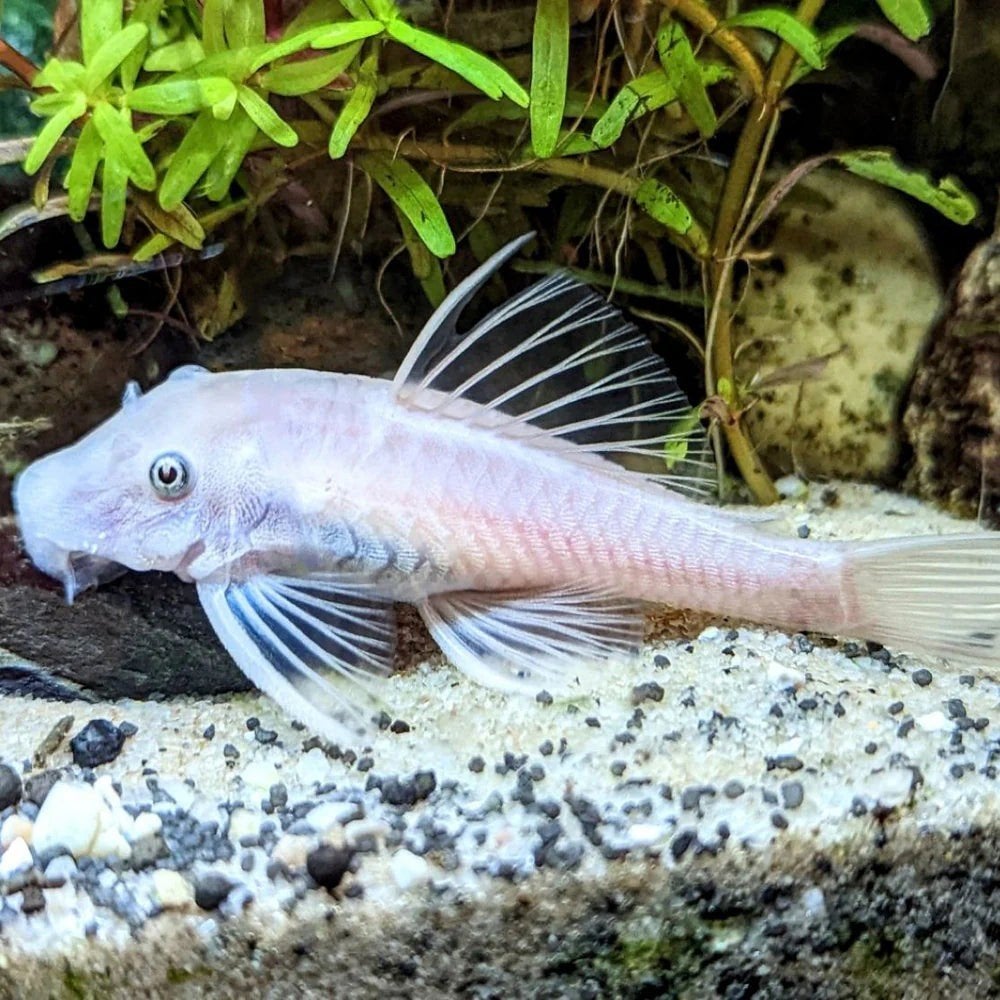 Ancistrus snow white vrouw gezocht, Vis, Zoetwatervis