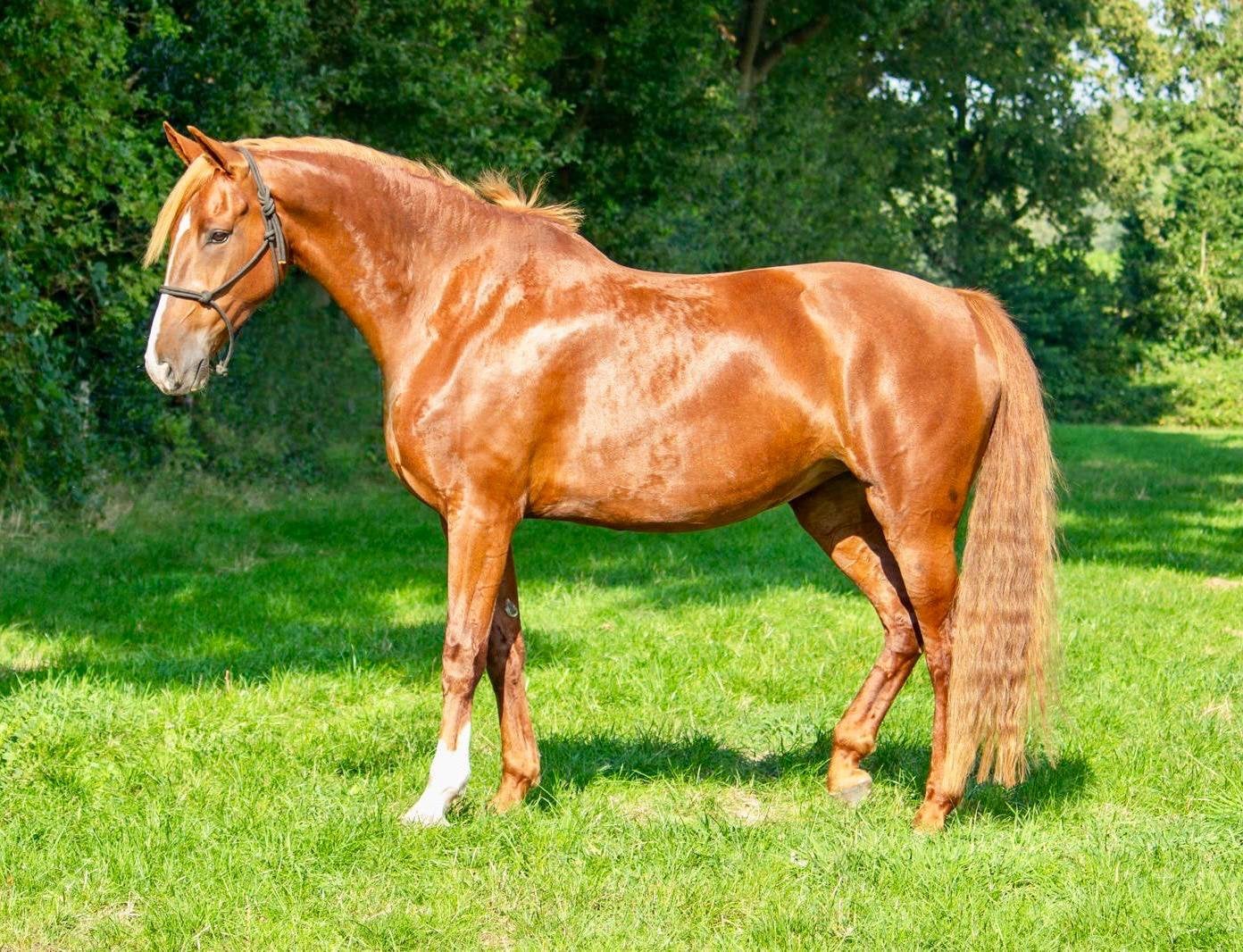 Mooie 8-jarige merrie, Dieren en Toebehoren, Merrie, Dressuurpaard, 7 tot 10 jaar, 165 tot 170 cm
