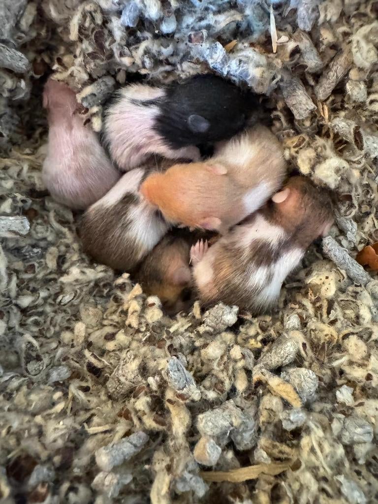 Goudhamster baby's, papa en mama aanwezig, Hamster, Maart, Meerdere dieren, Tam