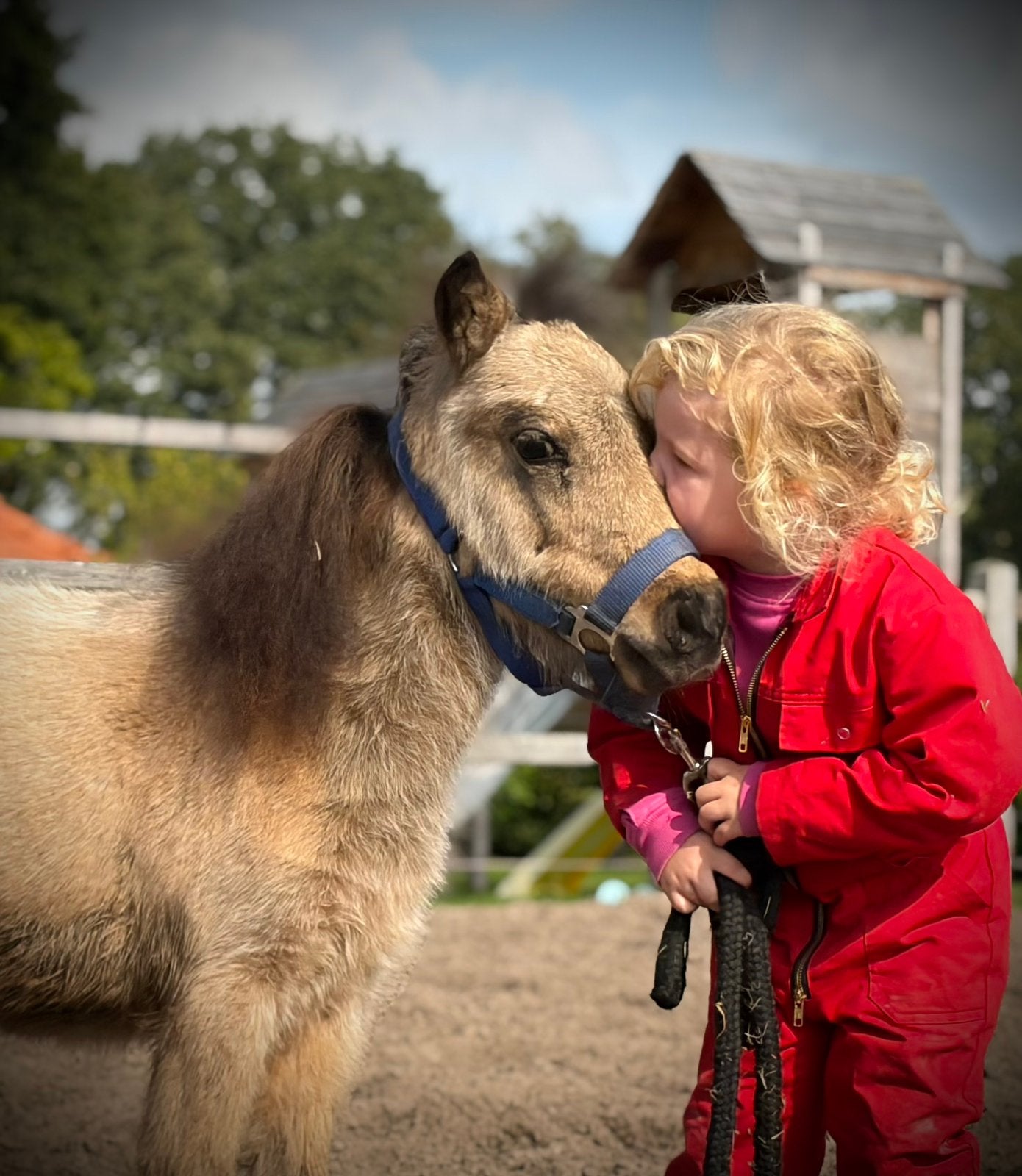 Nieuwe advt! Shetlander jaarling hengsten !❤️, Dieren en Toebehoren, 0 tot 2 jaar, Hengst, A pony (tot 1.17m), Gechipt