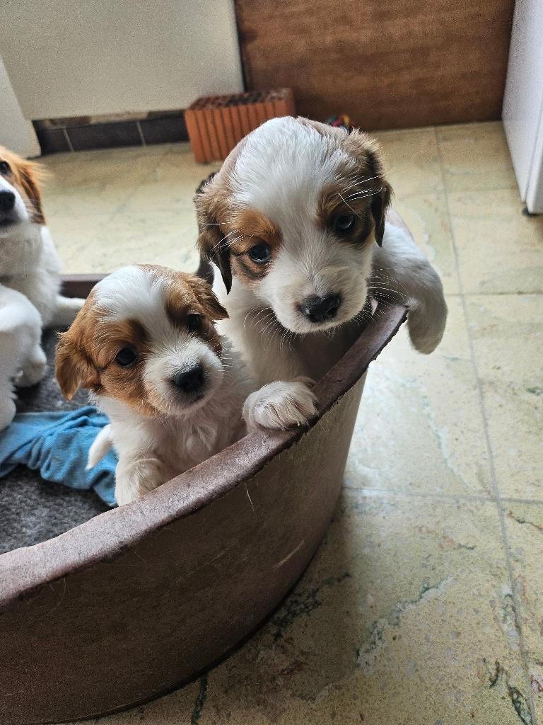 Kooiker pup raszuiver pupies waarborg, België, Particulier, Overige rassen, 8 tot 15 weken