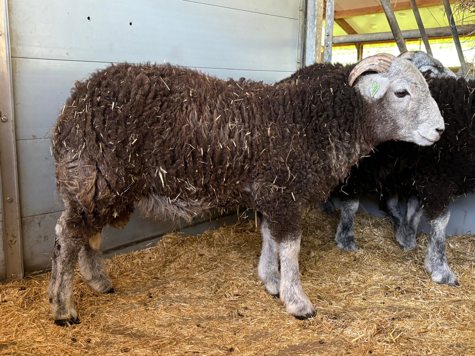 4 mooi Herdwick ramlammeren, stamboek en zwoegervrij, Dieren en Toebehoren, Mannelijk, Schaap
