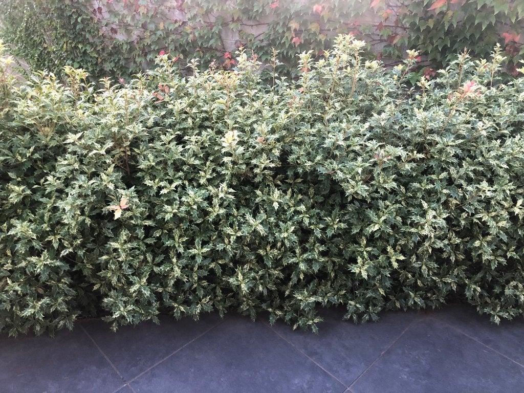 HAAG  HAAGJE, laag haagje, iets bijzonders, NU PLANTEN !!, Tuin en Terras, Ophalen, Overige soorten, Haag, Minder dan 100 cm