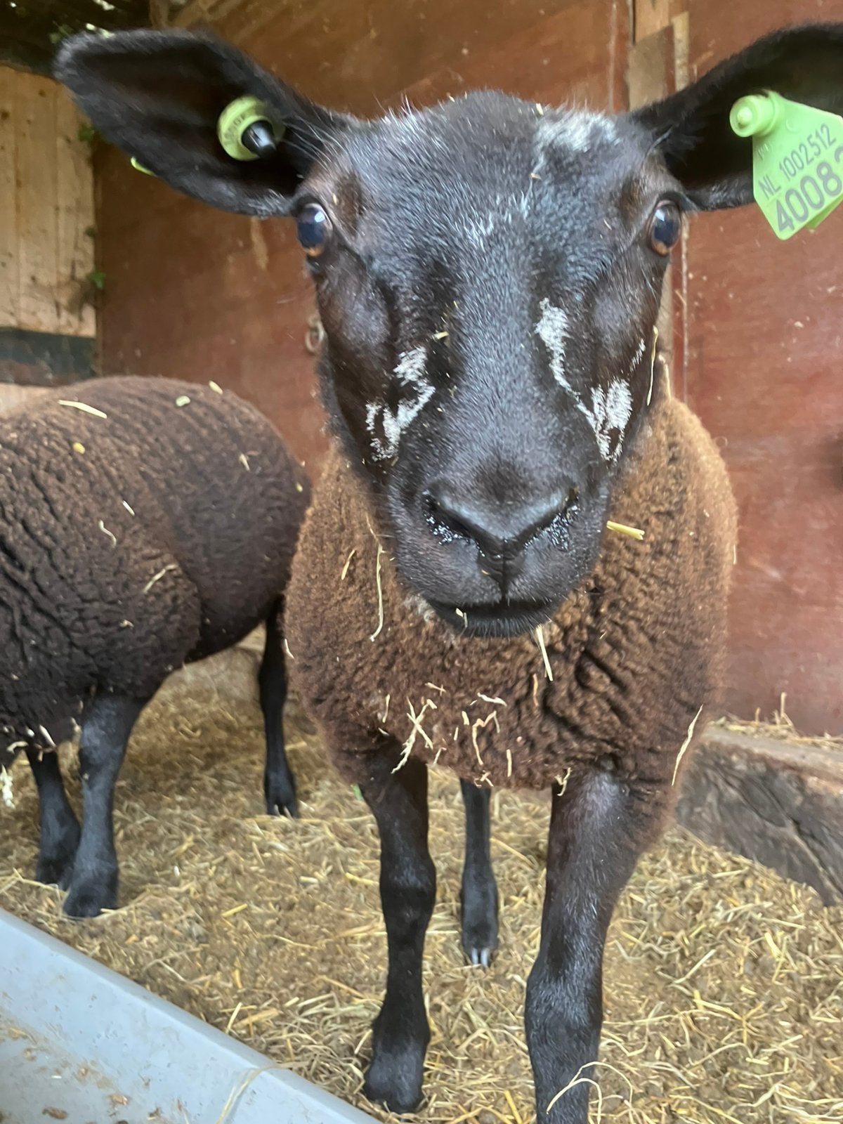 Ooi lam, Dieren en Toebehoren, Schapen, Geiten en Varkens, Vrouwelijk, Schaap