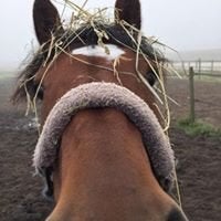 Plek voor hengsveulen - dagelijks naar buiten en binnen, Dieren en Toebehoren, Opfok, 1 paard of pony