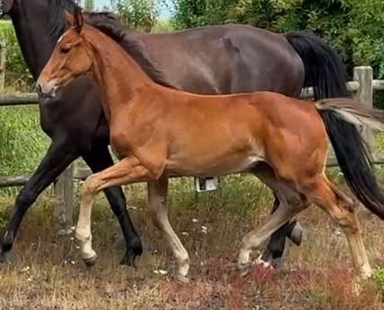 Allround hengstveulen met veel front en maat, Dieren en Toebehoren, Paarden, Hengst, Dressuurpaard, 0 tot 2 jaar