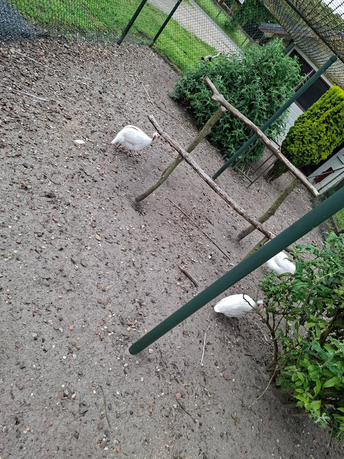 Parelhoenders, Dieren en Toebehoren