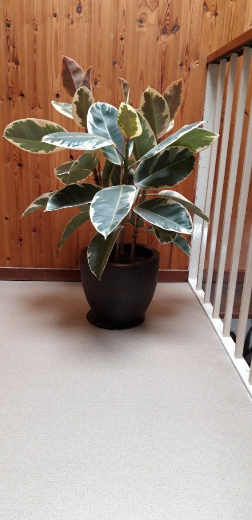 Ficus elastica groot, Ophalen, Ficus, Halfschaduw, Minder dan 100 cm