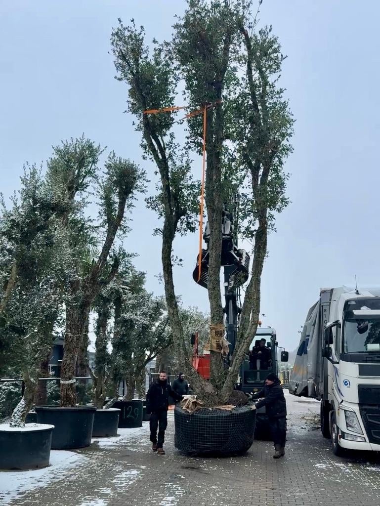 De grootste kurkeik van Nederland te koop @ Palmexpert nr151, Tuin en Terras, Planten | Bomen, Overige soorten, Ophalen