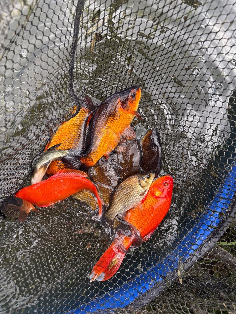 Vijvervissen/karpers, Karper of Koi