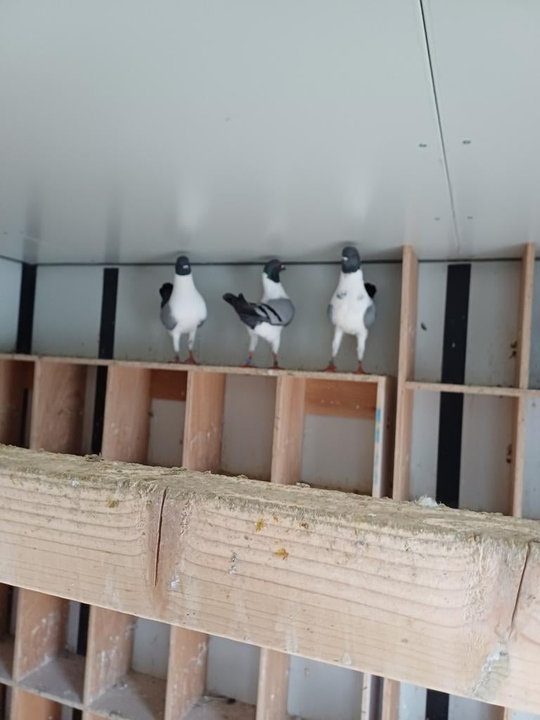 duitse modenas te koop gazzi blauw zwart geband en ongeband, Dieren en Toebehoren, Vogels | Duiven, Meerdere dieren, Overige soorten