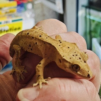 Correlophus ciliatus Crested Gecko photo 5