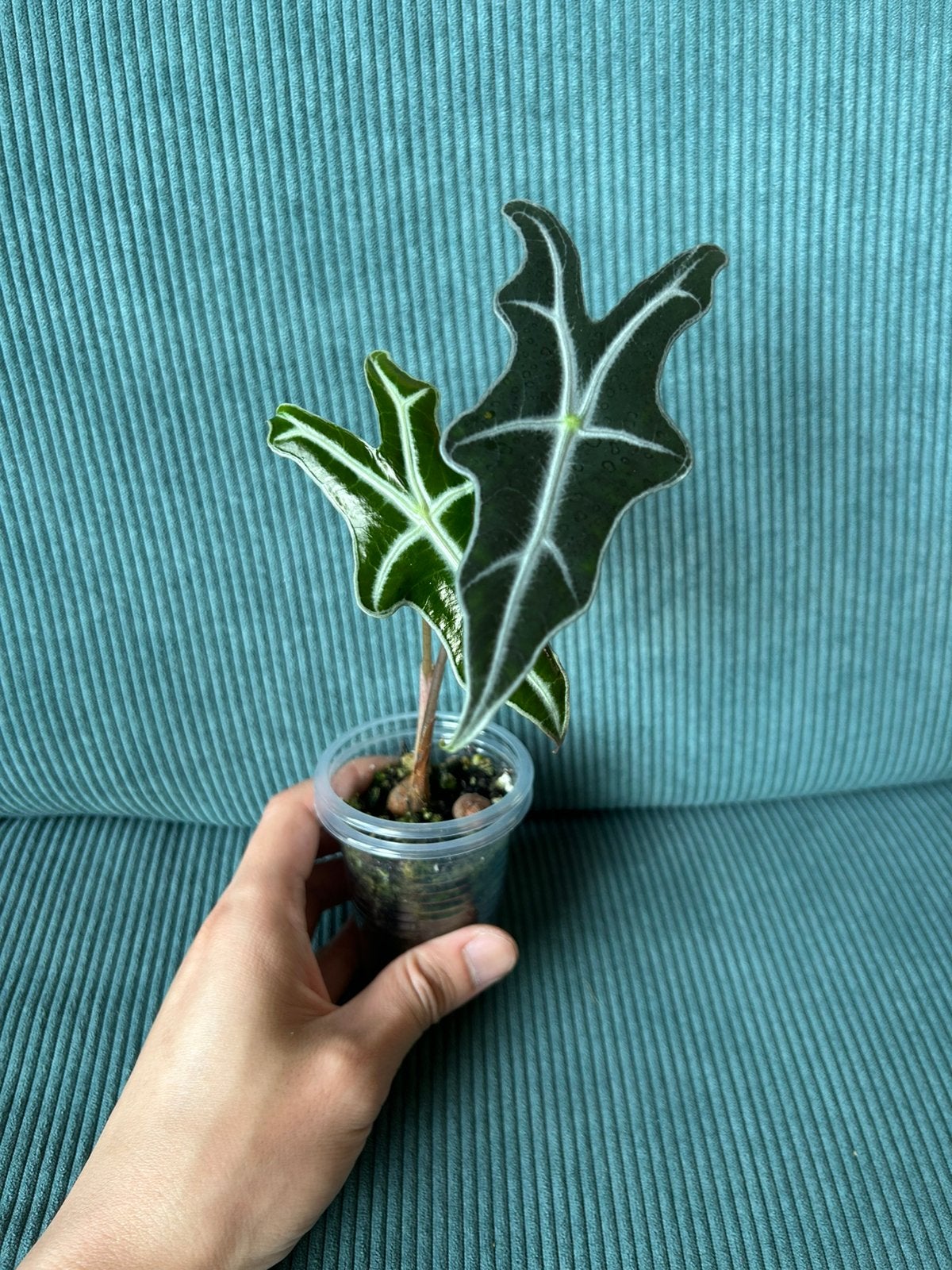 Alocasia Nobilis, Ophalen of Verzenden, Halfschaduw, Minder dan 100 cm