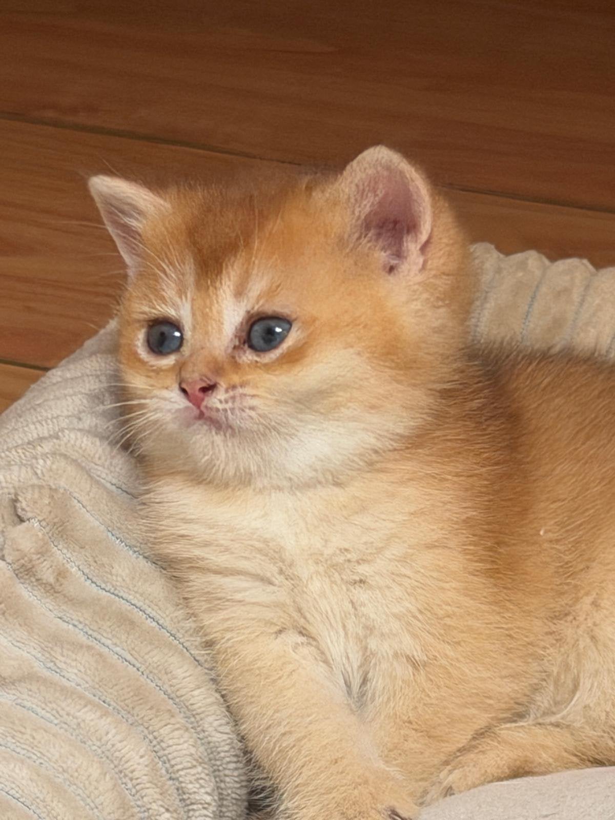 Britse korthaar kitten, Dieren en Toebehoren, Katten en Kittens | Raskatten | Korthaar, Poes, Ontwormd