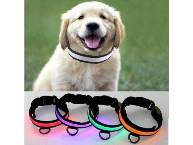 Halsband met LED-verlichting, diverse maten èn kleuren, Verzenden, Nieuw, Hondenriem