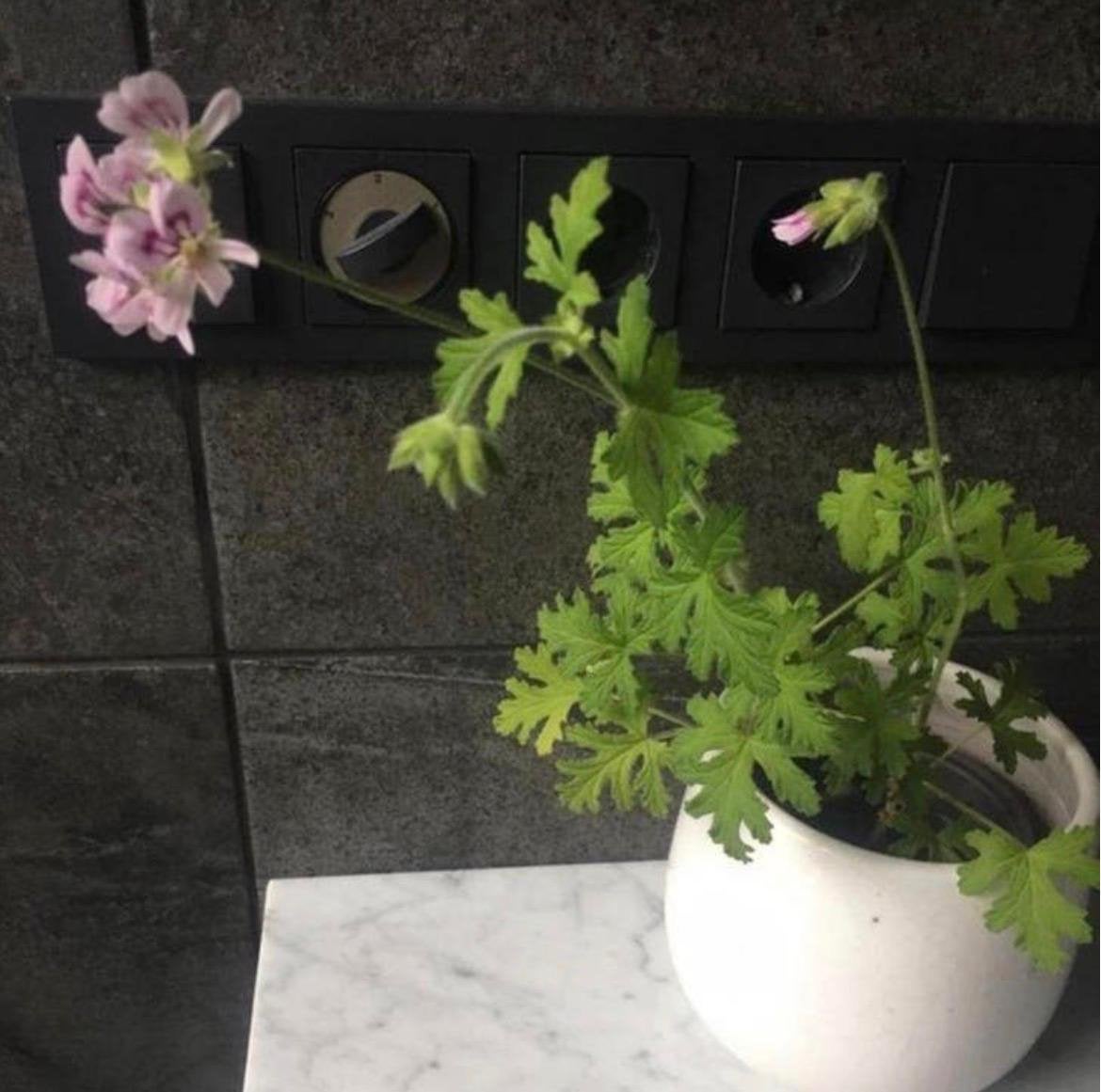 Geurende Geranium Biologische Kamerplanten - Cadeautip, Ophalen, Overige soorten, Halfschaduw, In pot