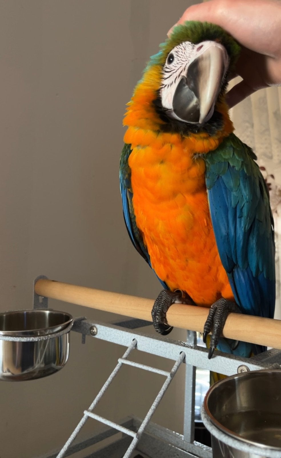 Catalina hybride ara baby, Dieren en Toebehoren, Vogels | Parkieten en Papegaaien, Vrouwelijk, Papegaai, Pratend