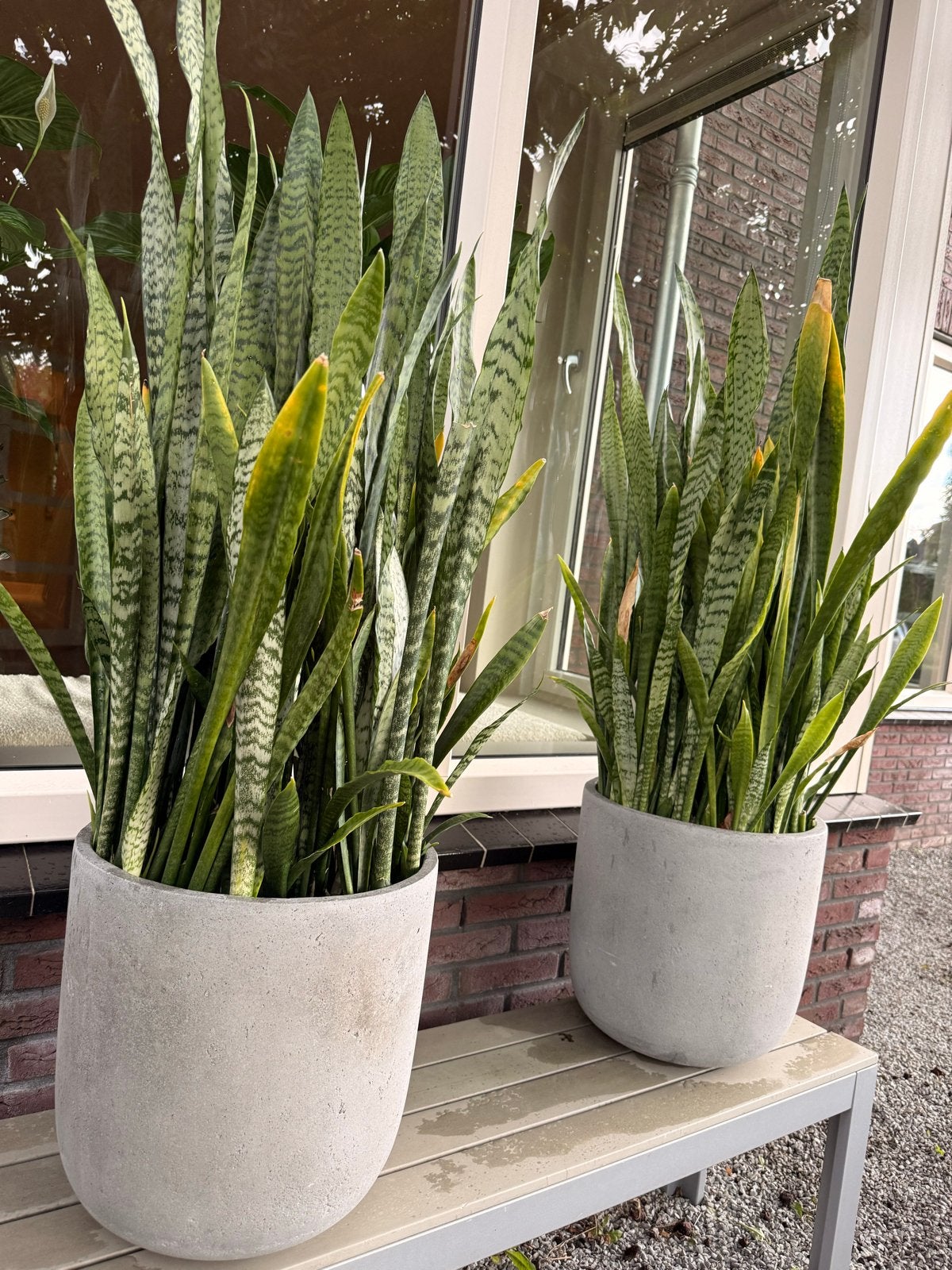 2 potten inclusief Sansevieria planten, Ophalen, 100 tot 150 cm, Overige soorten, Halfschaduw