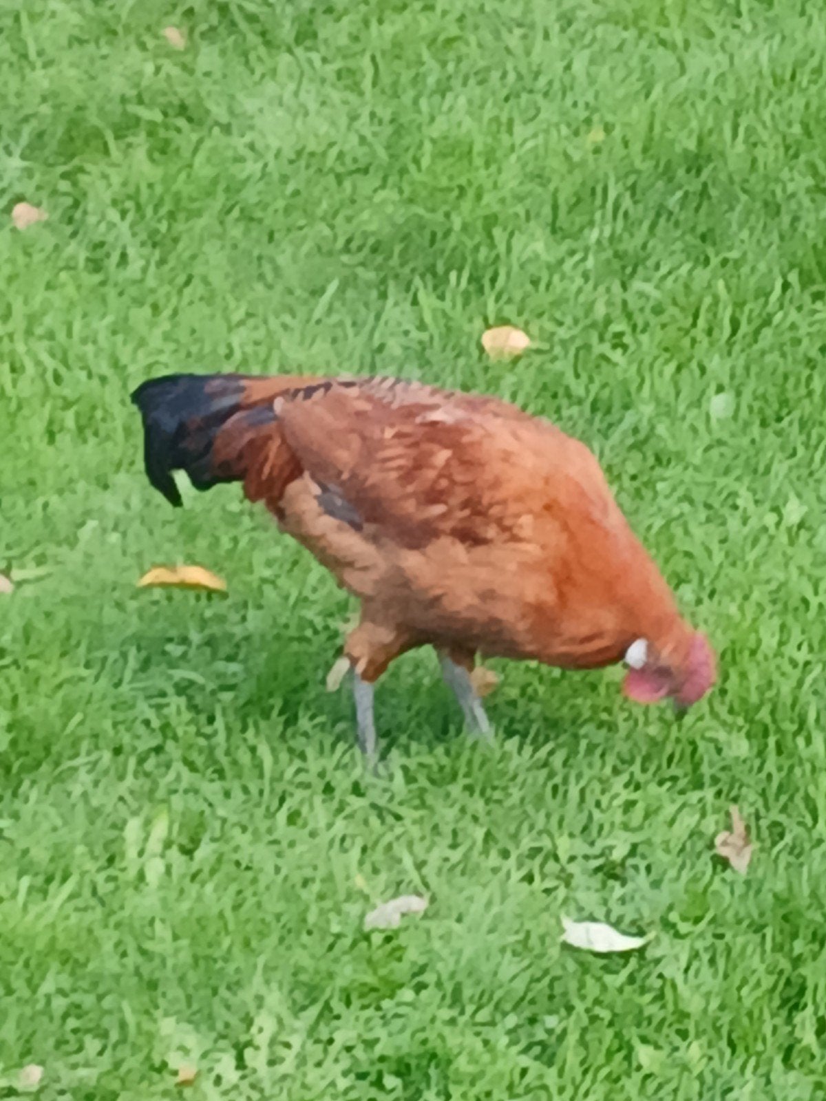 drentse of friese hoen haantje