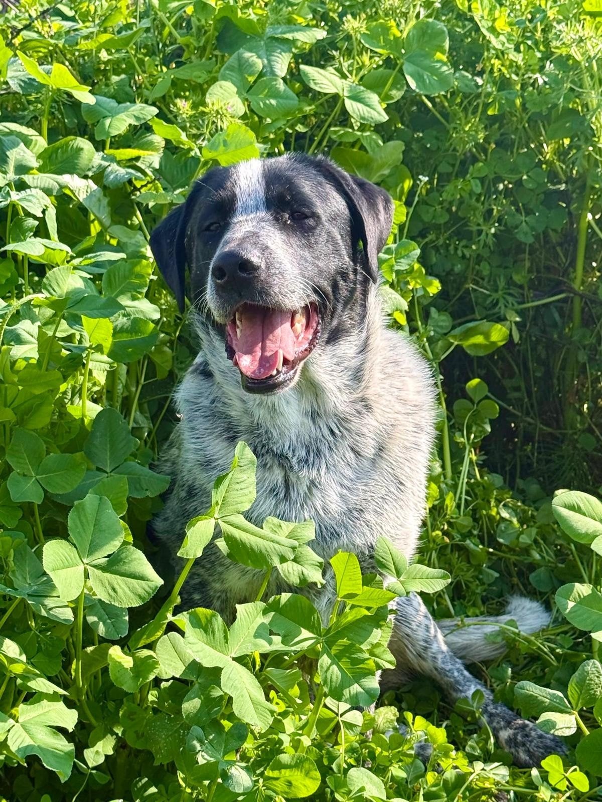 Chrisje is er al lang klaar voor!, Dieren en Toebehoren, Honden | Setters en Staande honden, Particulier, Reu, 1 tot 2 jaar, Buitenland