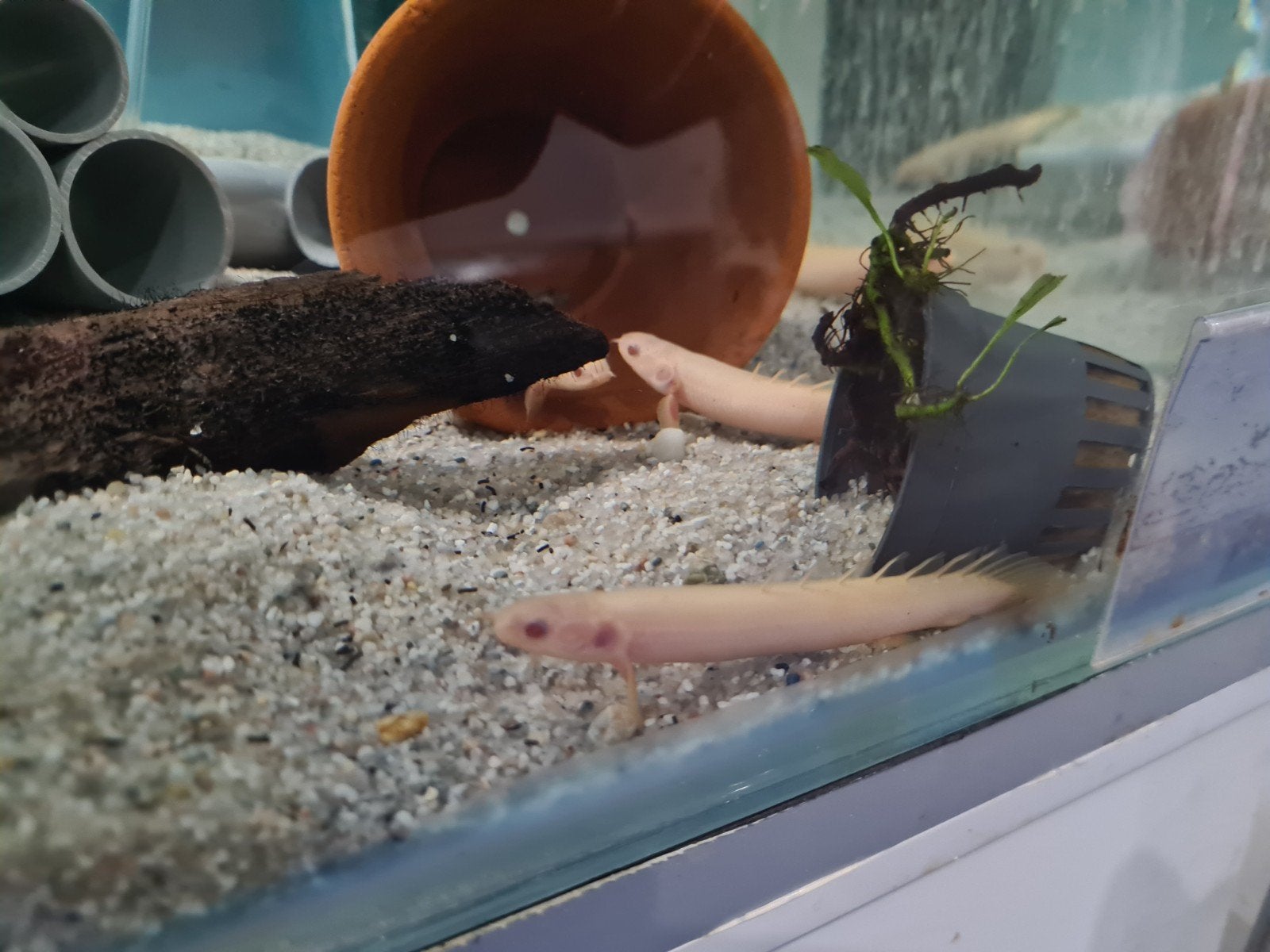 Polypterus Senegalus Albino, kwastvinsnoek, Dieren en Toebehoren, Vis, Zoetwatervis