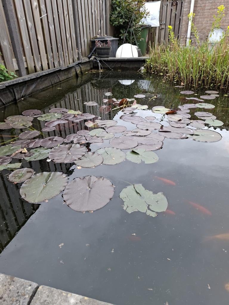 Waterlelie te koop, Ophalen of Verzenden